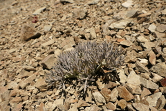 Lignocarpa carnosula