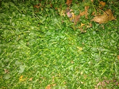 Stellaria media