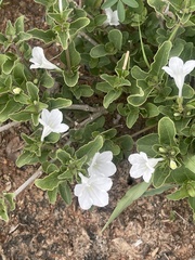 Ruellia patula