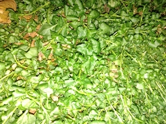 Stellaria media