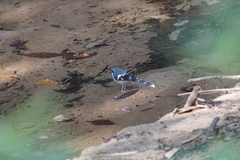 Enicurus schistaceus