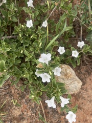 Ruellia patula