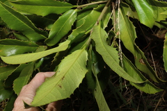 Corynocarpus rupestris arborescens