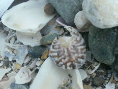 Cellana radians