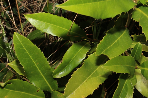 Corynocarpus rupestris, photograph 5