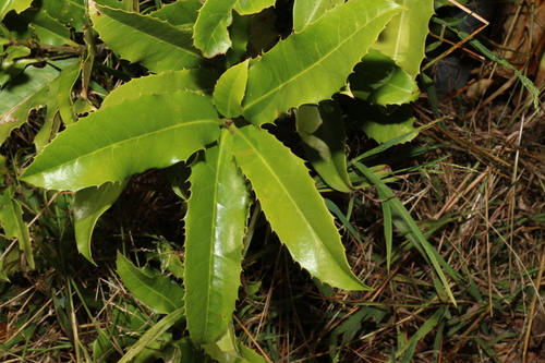 Image of Corynocarpus rupestris by (c) Greg Tasney, some rights reserved (CC BY-SA)