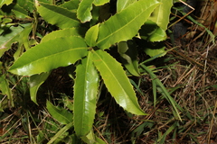 Corynocarpus rupestris arborescens