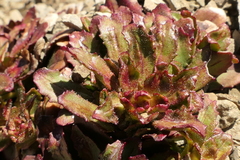 Epilobium forbesii