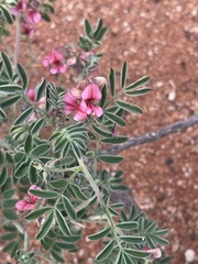 Indigofera ingrata