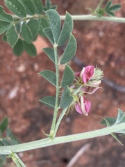 Indigofera ingrata
