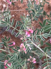 Indigofera ingrata