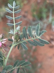 Indigofera ingrata