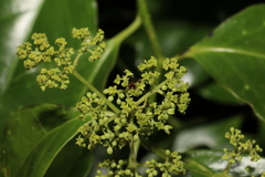 Pennantia cunninghamii