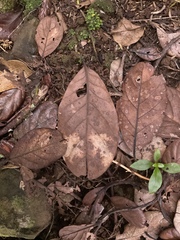 Beilschmiedia tarairi