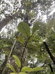 Beilschmiedia tarairi