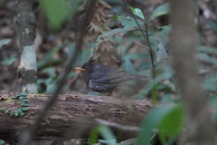 Turdus cardis