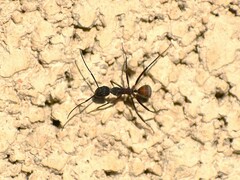 Camponotus cruentatus