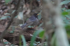 Turdus cardis