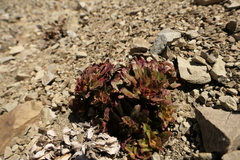 Epilobium forbesii