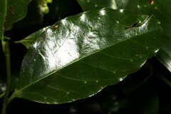 Pennantia cunninghamii