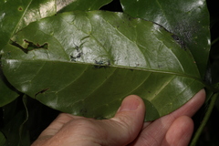 Pennantia cunninghamii