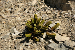 Veronica epacridea