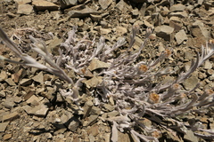Pseudognaphalium