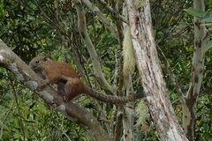 Callosciurus orestes