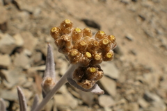 Pseudognaphalium