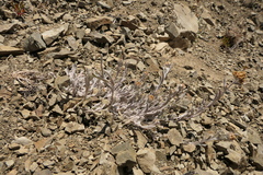Pseudognaphalium