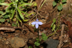 Lobelia trigonocaulis