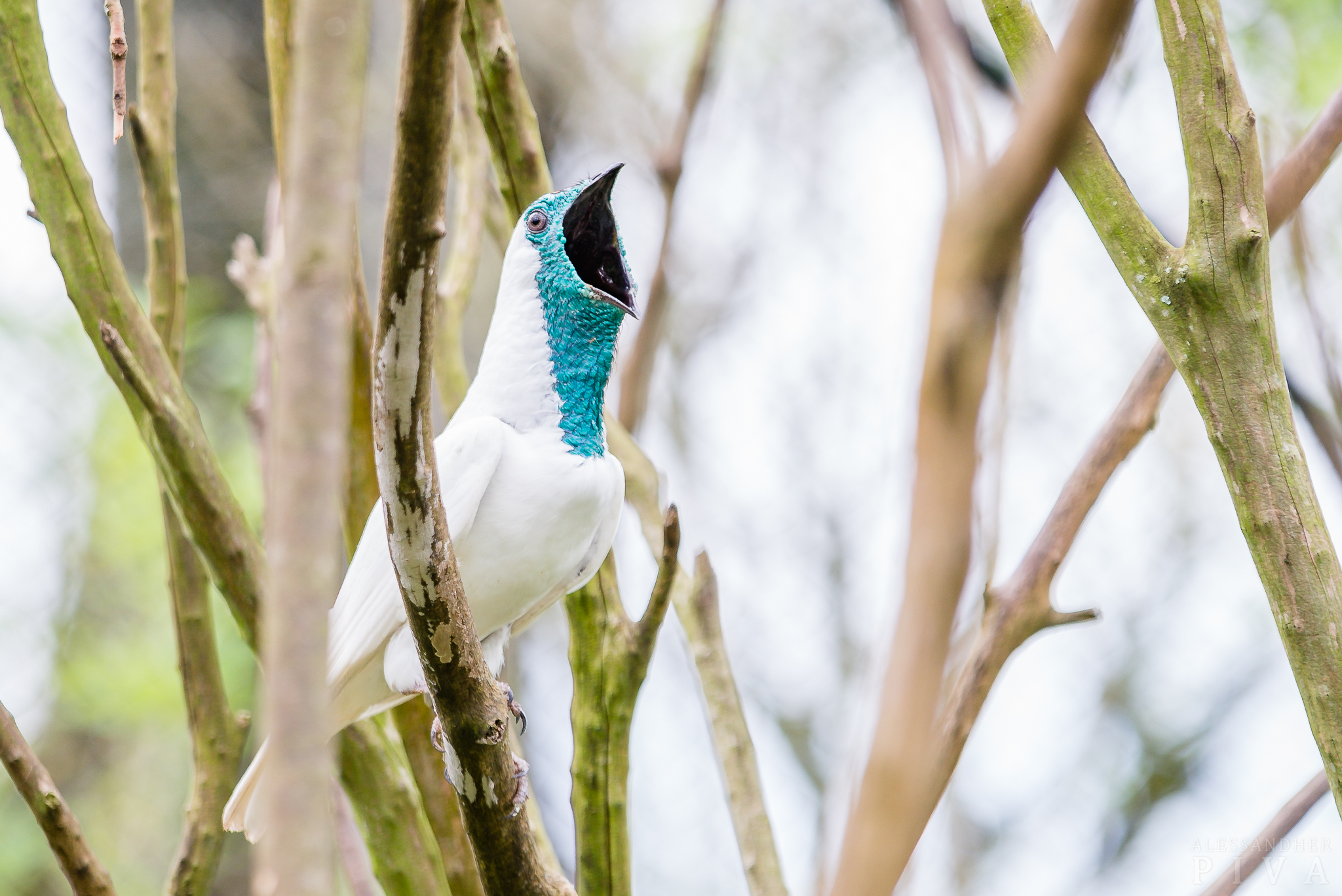 Bare-throated Bellbird (Procnias nudicollis)
