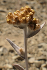 Pseudognaphalium