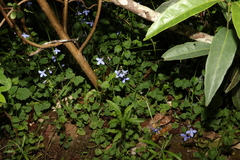 Lobelia trigonocaulis