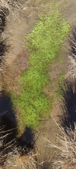 Batrachium