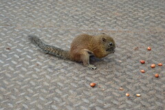 Callosciurus orestes