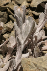 Pseudognaphalium