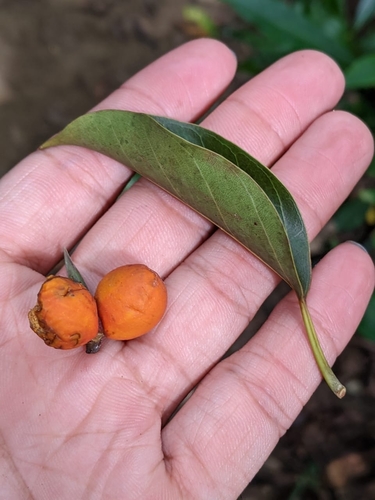 Ficus altissima
