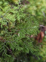 Hymenophyllum australe