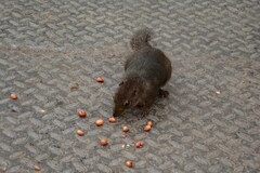 Sundasciurus everetti