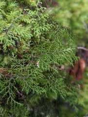 Hymenophyllum australe