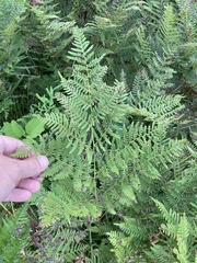 Pteridium aquilinum latiusculum