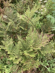 Pteridium aquilinum latiusculum