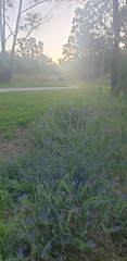 Echium plantagineum