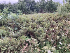 Pteridium aquilinum latiusculum