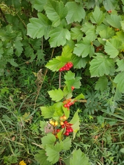 Crataegus sanguinea