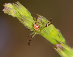 Tharrhalea pulleinei