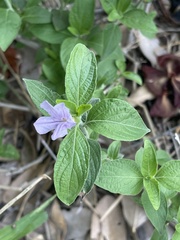 Ruellia prostrata