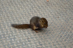 Sundasciurus everetti