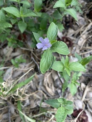 Ruellia prostrata